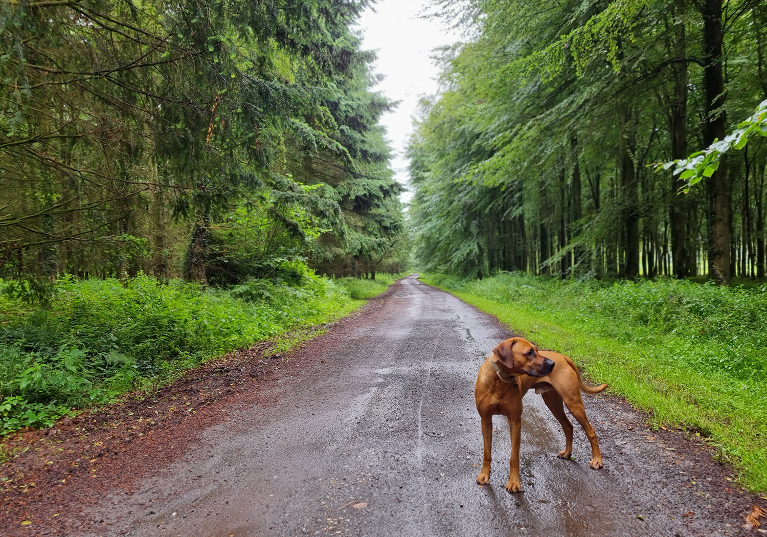 Find The Best Dog Walks in West Sussex at Pup & A Way